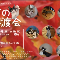 保護ねこ☆小さな譲渡会