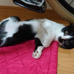 保護ねこ☆小さな譲渡会 サムネイル2