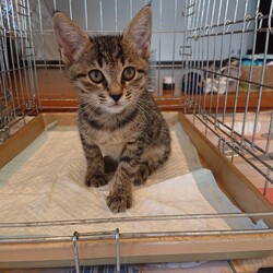 保護ねこ☆小さな譲渡会 サムネイル3