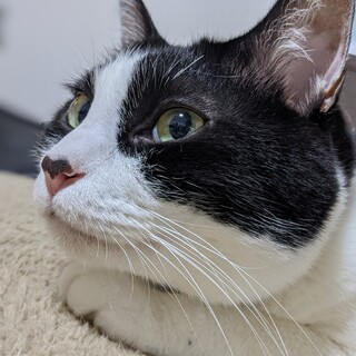 ハチワレくん。成猫。元気いっぱい！