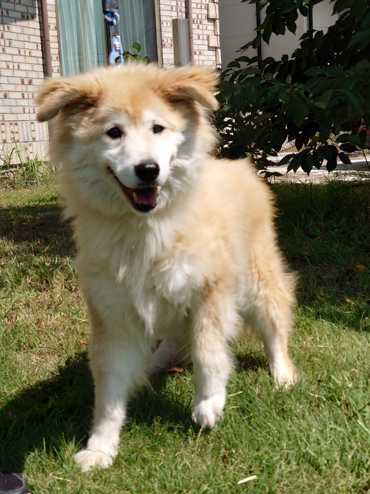 無邪気なベルちゃん 群馬県 犬の里親募集 ペットのおうち 月間利用者150万人
