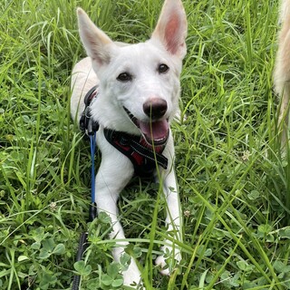 【募集】フィフィ♀の幸せを探しています