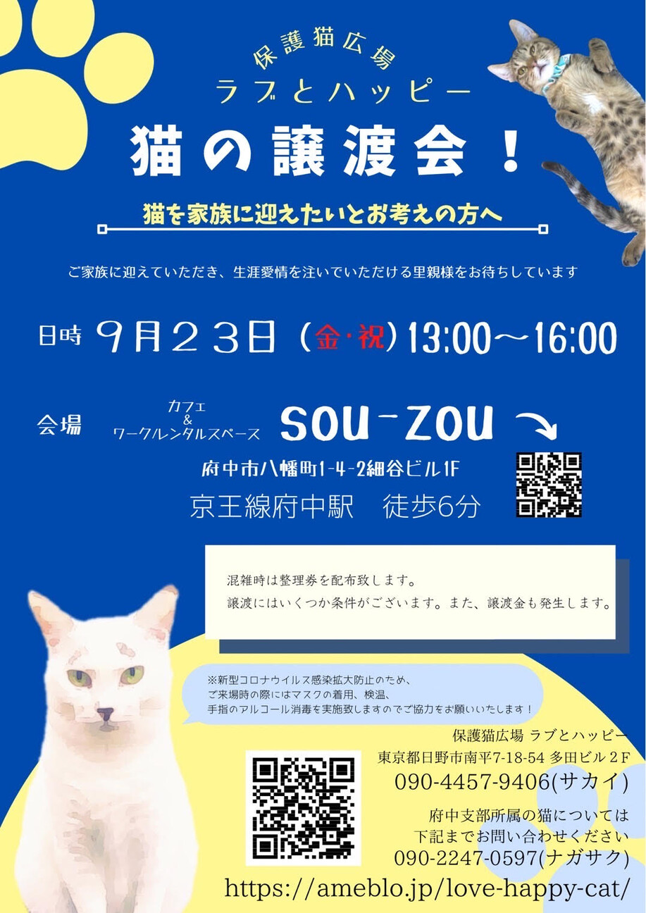 ナデナデ好き可愛いオリー 東京都 猫の里親募集 ペットのおうち 月間利用者150万人 ナデナデ好き可愛いオリー 東京都 猫の里親募集 ペットのおうち 月間利用者150万人