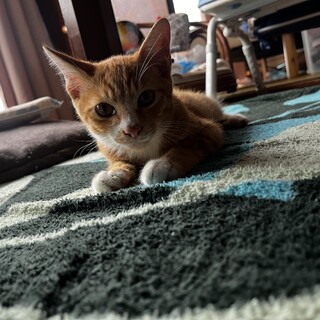 子猫3匹里親募集中！