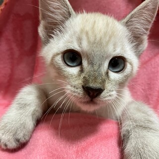 シャム系の可愛い男の子ダルくん♂2カ月半