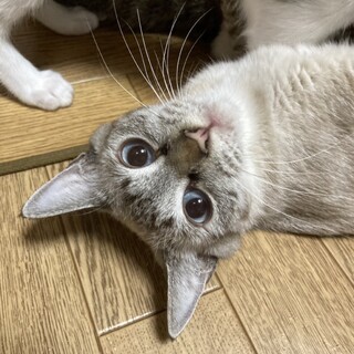 水色の瞳＆白ソックスのシャムミックス☆ラビちゃん