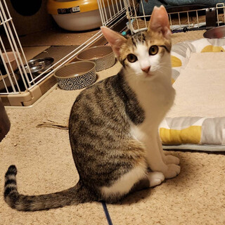 人も猫も大好きな「てんちゃん」人馴れバッチリ