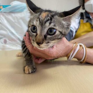 愛らしい女の子♡くるみちゃん