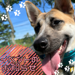 ピースワンコ生駒ミニ譲渡会