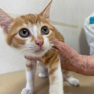 珍しい茶白の女の子♡チャコちゃん