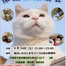 稲ねこ　保護猫譲渡会