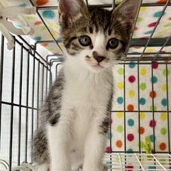 稲ねこ　保護猫譲渡会 サムネイル2