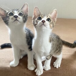 稲ねこ　保護猫譲渡会 サムネイル3