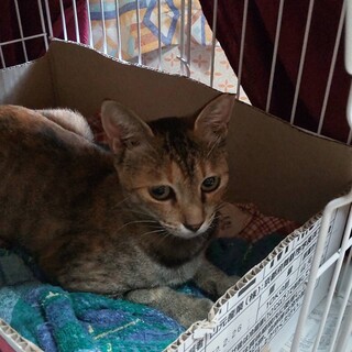 不妊手術済み！優しいお母さん猫さん