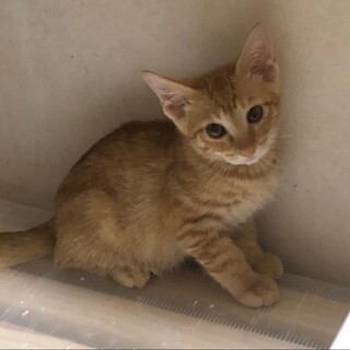 ゴロゴロ茶トラくん