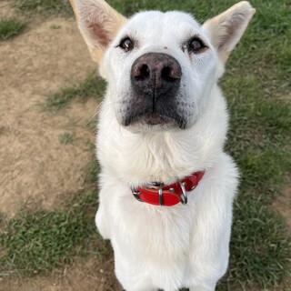 しつけ済み『スヌープ』（去勢済み）