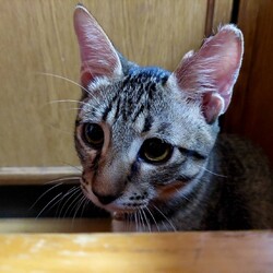 犬と猫の里親探し会