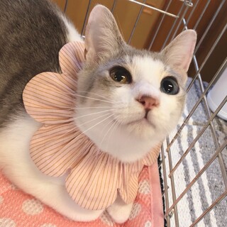 お尻トントン大好きなスリゴロ甘えん坊ちゃん♡