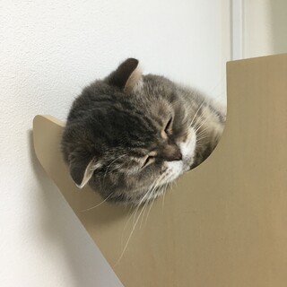 優しく穏やかな性格です