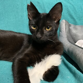 抱っこ、なでなでが大好きな黒ねこ男子です！