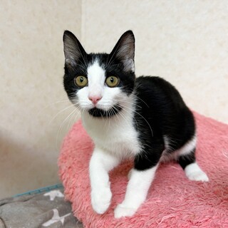 ママがいなくて、とにかく人恋しいサバくん♪ 黒白