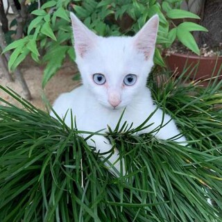 捨てられていた白猫