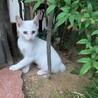 捨てられていた白猫 サムネイル2