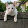 捨てられていた白猫 サムネイル3