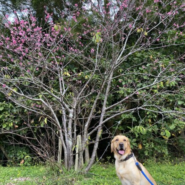 桜とパシャリ