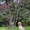 桜とパシャリ