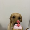 甘いものには目がありません！！クリームだいすきです！