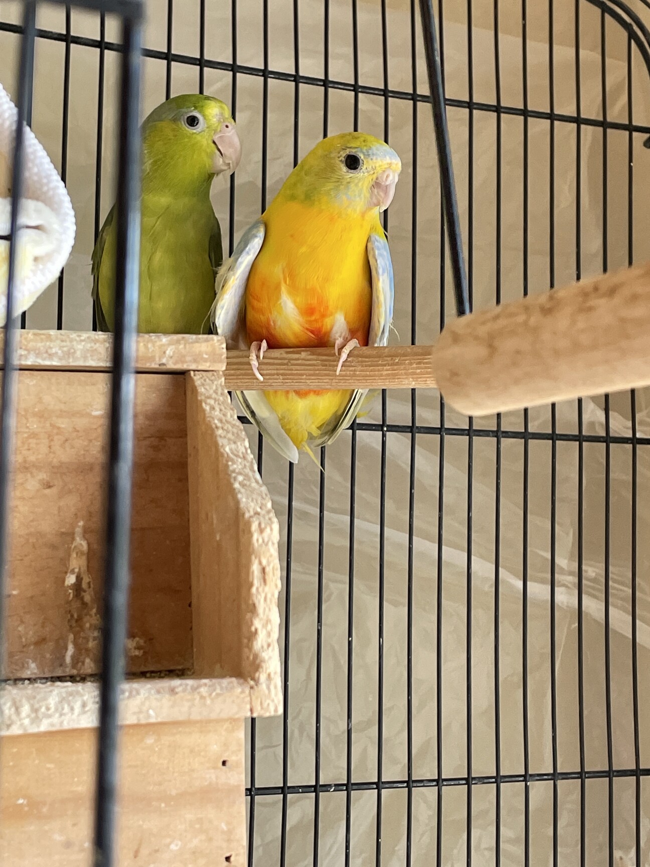 マメルリハとヒムネ桔梗インコ 福岡県 鳥の里親募集 ペットのおうち 月間利用者150万人