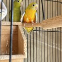 マメルリハとヒムネ桔梗インコ