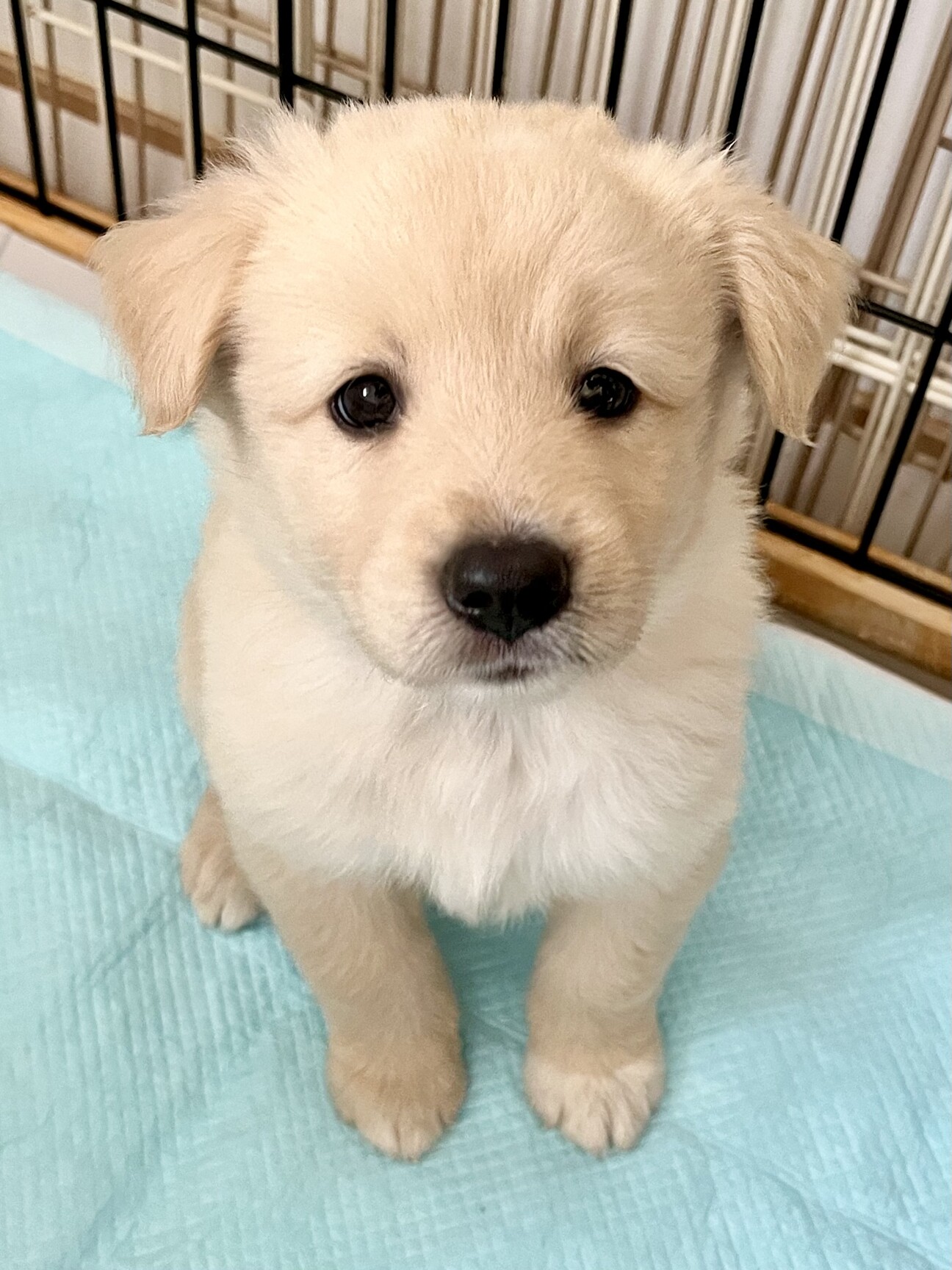 MIX子犬の女の子 マカ」千葉県 - 犬の里親募集(430793) :: ペットの