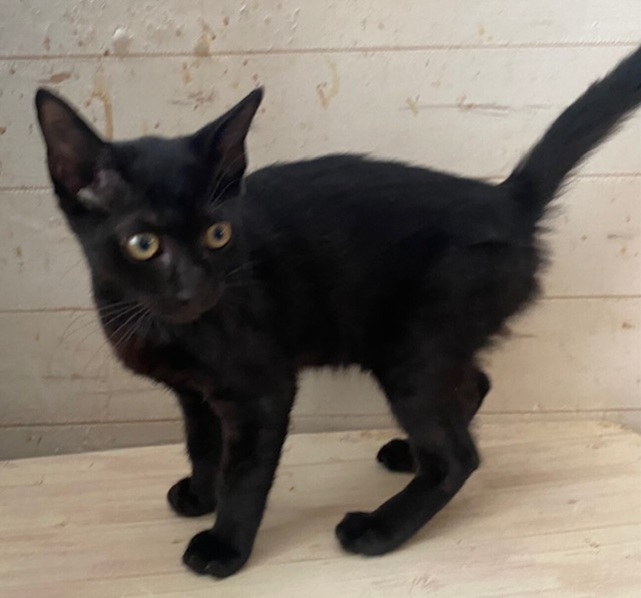 里山の黒猫キキ꒰ঌ^. ̫ .^໒꒱さん専用 見づらい 