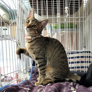 美しい、イエローキジ模様の甘えん坊です