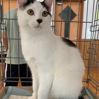 おもち風甘えん坊☆白黒女の子