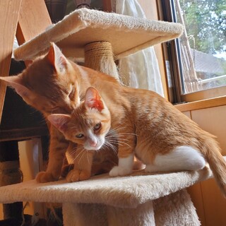 おっとり優しい兄猫とちょっとシャイな弟猫
