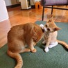 おっとり優しい兄猫とちょっとシャイな弟猫 サムネイル6