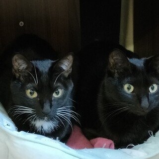 なにがなんでもタイガから離れない！【ボンバル姉妹】