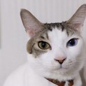 オッドアイくん。成猫。元気いっぱい！