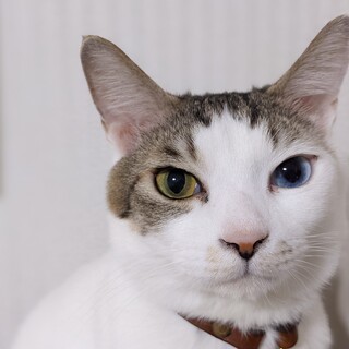 オッドアイくん。成猫。元気いっぱい！