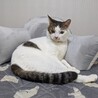 オッドアイくん。成猫。元気いっぱい！ サムネイル2