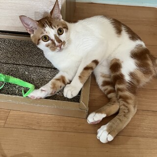 元気いっぱい遊ぶの大好き♡きょうくん