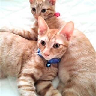 活発・元気な茶トラ兄妹　マル君とモモちゃん