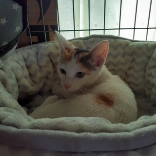 美人でビビりの三毛猫  3.5ヶ月