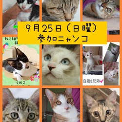 ねこ組福岡中央譲渡会in藤崎 サムネイル2