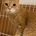 甘えんぼうで懐っこい茶トラちゃん