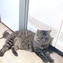 長毛種男の子1歳