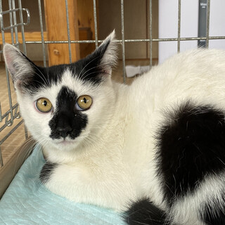 個性的な顔のくーちゃん